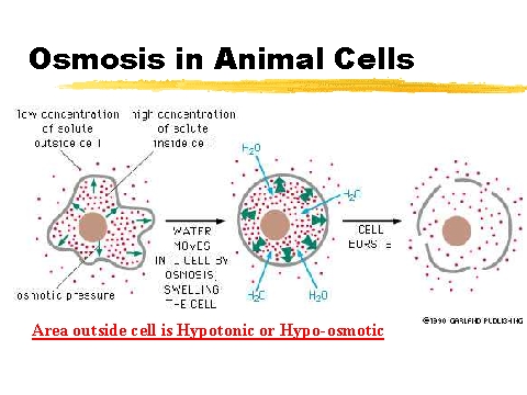 Osmosis in Animal Cells