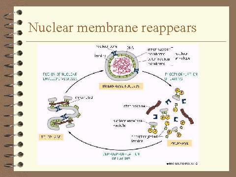 nuclear membrane picture