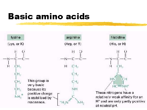 basic amino acids examples
