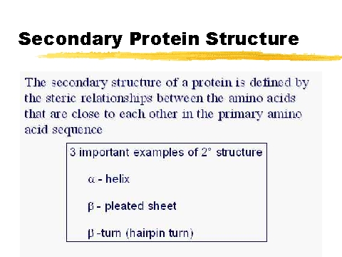 secondary protein structure