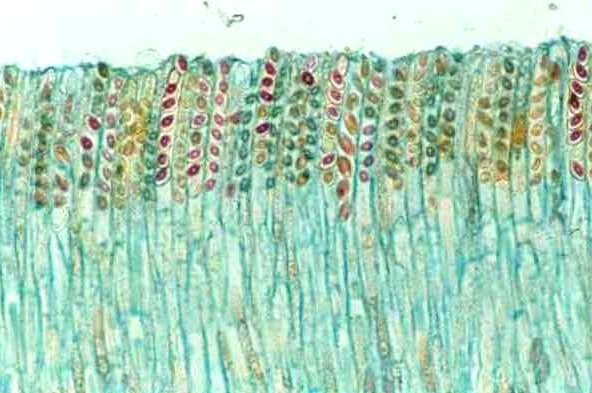 Formation of ascospores